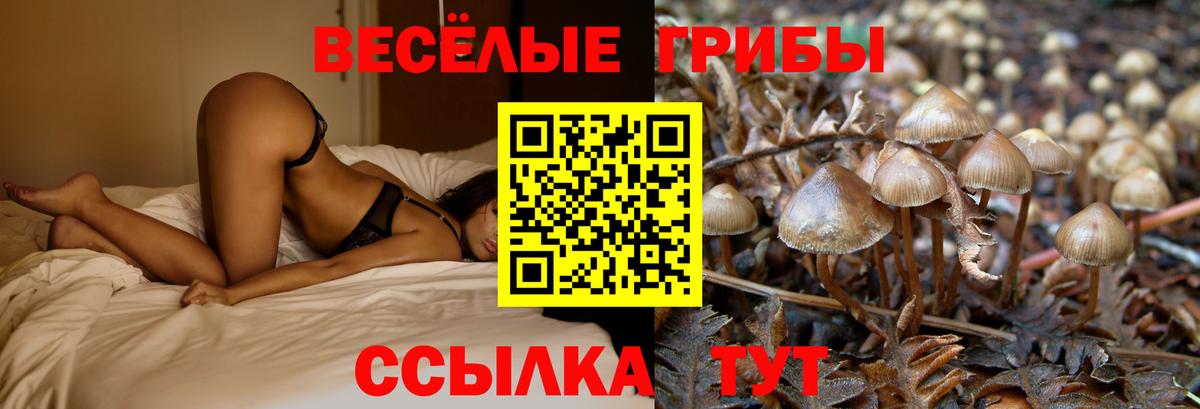 Галлюциногенные грибы Psilocybe Сосновый Бор